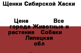 Щенки Сибирской Хаски › Цена ­ 20 000 - Все города Животные и растения » Собаки   . Липецкая обл.,Липецк г.